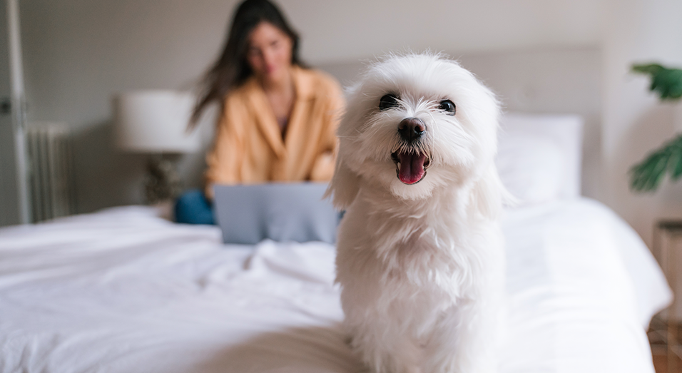 Você está visualizando atualmente Como fica a situação dos pets no divórcio ou dissolução de união estável